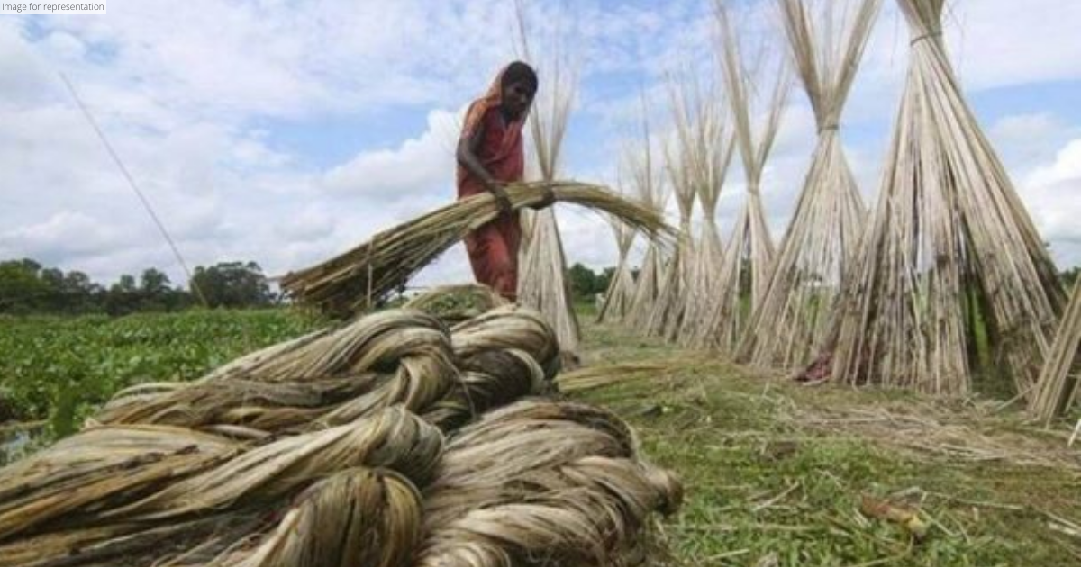 Govt decides to lift price capping of raw jute with effect from May 20